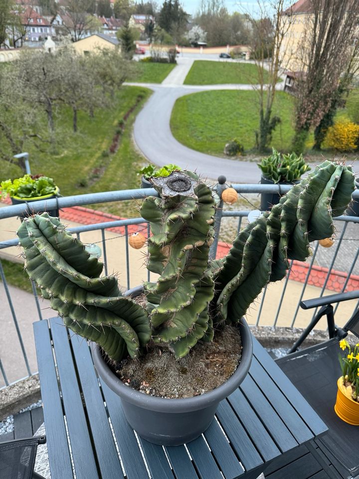 Cereus forbesii spiralförmig Kaktus Sukkulenten in Straubing