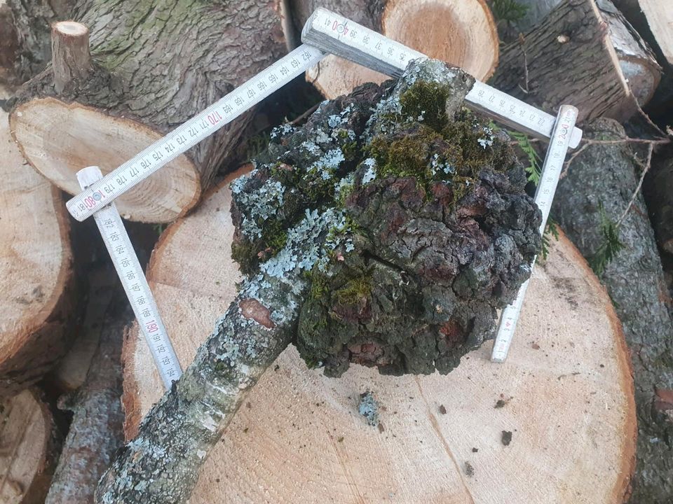 Drexeln Holz Maserholz Knolle Krebs Birke in Vaterstetten