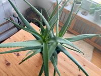 Aloe Vera Pflanze Schleswig-Holstein - Rendsburg Vorschau