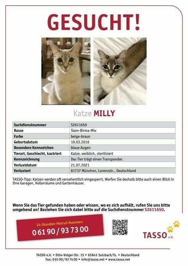 81737 - Katze Siam mix Vermisst Entlaufen-€1000 Finderlohn in München