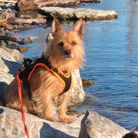 CHICO Yorkshire Terrier Mischling Tierschutz Hund Rüde Bayern - Opfenbach Vorschau