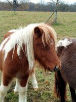 Tamino Orginal Shetty vielseitig Schecke Goldprämie Shetlandpony Rheinland-Pfalz - Sitters Vorschau