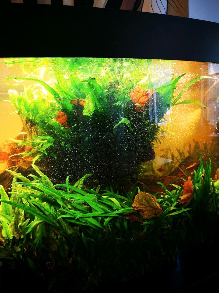 Aquarienpflanzen/Wasserpflanzen in Winsen (Luhe)