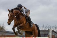 Verlasspferd sucht neues zu Hause, Stute Springpferd Niedersachsen - Gifhorn Vorschau