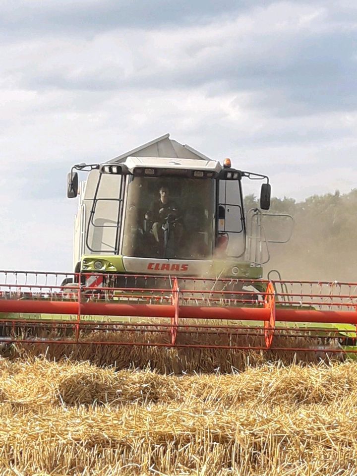 Lohndrusch, Claas, Getreide, Stroh, in Wittingen