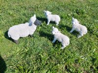 Schaf Gruppe Tiere Garten Stroh Heu Futter Baden-Württemberg - Teningen Vorschau