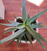 Aloe Vera, große gesunde Pflanze mit 4 Ablegern mit großem Topf Bayern - Karlsfeld Vorschau