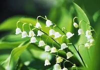 Garten Staude Maiglöckchen Niedersachsen - Ahlerstedt Vorschau