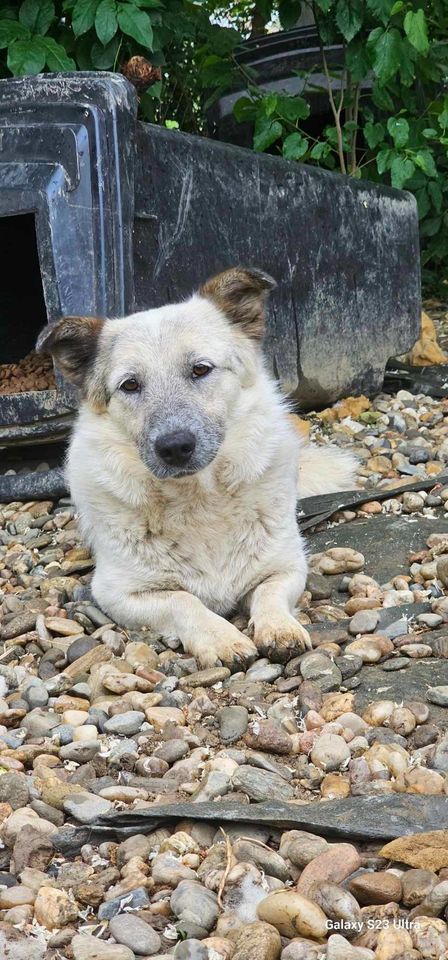 LUNA + sanft, liebevoll und freundlich, warum wird sie übersehen? in Limburg