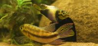 Paar Pelvicachromis subocellatus Moulondo Niedersachsen - Vechta Vorschau