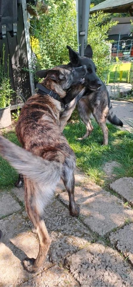 Tierschutz: bezaubernde Cloe sucht ihr Zuhause in Merchweiler