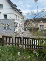 Sauerkirschbaum Baden-Württemberg - Heidenheim an der Brenz Vorschau