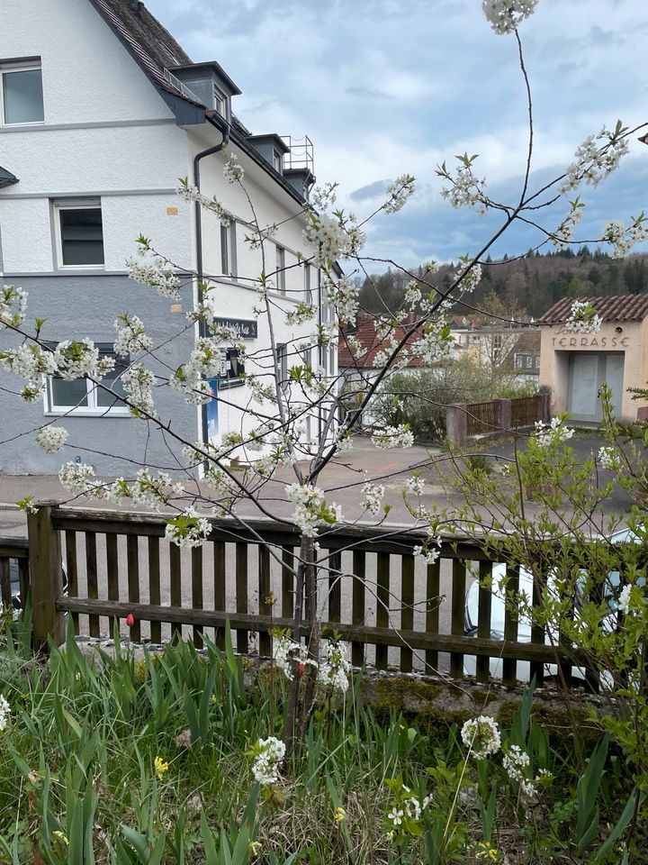 Sauerkirschbaum in Heidenheim an der Brenz