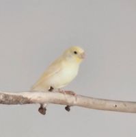 Junges Kanarienvogel - Mädchen abzugeben Bayern - Münchberg Vorschau