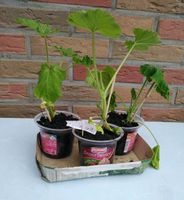 Gemüse Pflanzen - Zucchini Niedersachsen - Nordhorn Vorschau