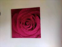 Bild, Rose, pink, 90x90 cm Hessen - Niedenstein Vorschau