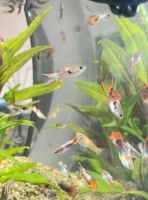 Aquariumfische endler Guppy Guppie Frankfurt am Main - Kalbach Vorschau