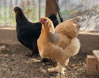 Brahma Hühner – Eleganz für Ihren Hühnerstall! Bruteier Baden-Württemberg - Oberkirch Vorschau