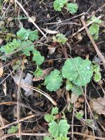 Pflanze: Frauenmantel (Alchemilla mollis), Staude, Bodendecker Bayern - Stadtbergen Vorschau