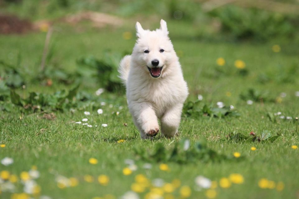 Weißer Schäferhund Welpe Hündin Langstockhaar geb. 20.03.2024 in Schrum