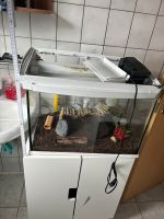 Aquarium circa 50L Fassungsvermögen Nordrhein-Westfalen - Ibbenbüren Vorschau