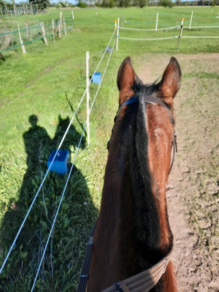 Reitbeteiligungen für Kinder, Jugendliche, leichte Erwachsene in Wollin bei Brandenburg an der Havel