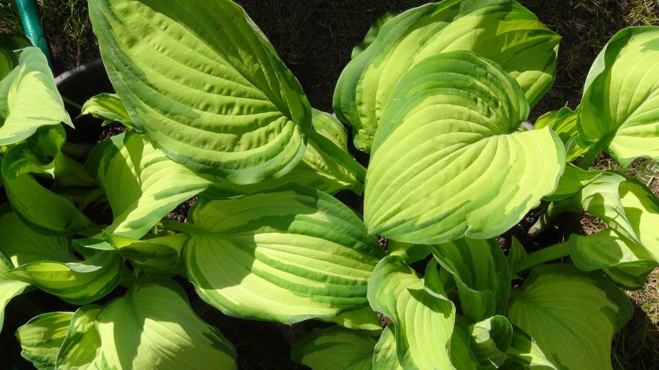 winterharte Gartenpflanzen  Iris Purpurglöckchen Phlox Hosta Efeu in Steina