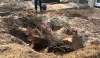 Baumstumpf Ahorn zu verschenken Brandenburg - Wandlitz Vorschau