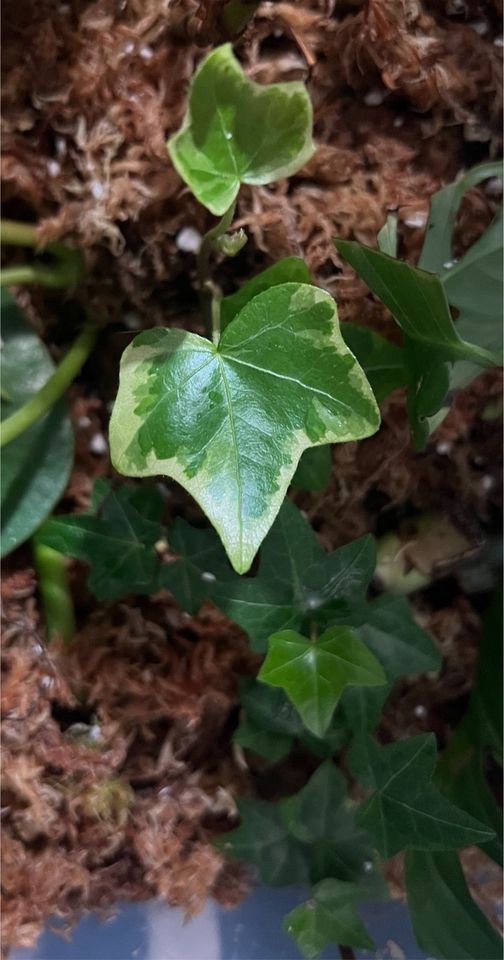 Hedera Helix Camouflage Ivy Kopfstecklinge in Hamburg