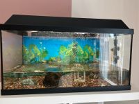 Aquarium mit 2  Fische inkl. Zubehör Bielefeld - Stieghorst Vorschau