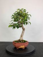 Ficus Benjamina Indoor Bonsai Baden-Württemberg - Gundelsheim Vorschau