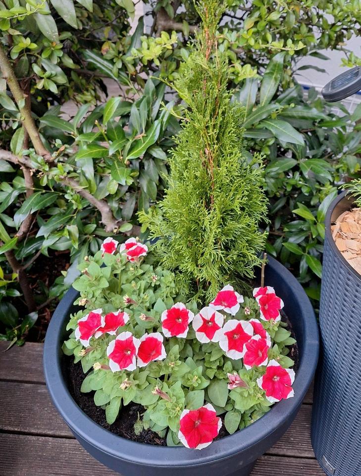 XXL Pflanzkübel, Blumenkasten, Blumentopf Ø 58 cm Top anthrazit in Hannover