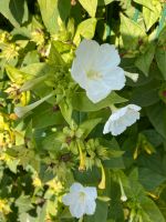 Wunderblumen Knollen Nordrhein-Westfalen - Steinhagen Vorschau