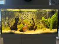 350 Liter Aquarium der Marke Juwel mit Besatz Niedersachsen - Lohne (Oldenburg) Vorschau