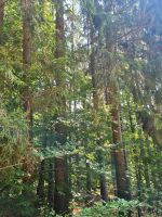 #8 Waldgrundstück Forst Nadel Wald Weichholz Douglasie Fichte Hessen - Reichelsheim (Odenwald) Vorschau
