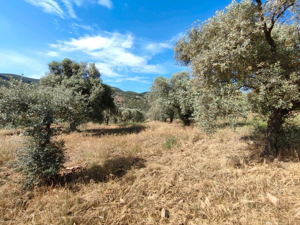 Türkei İzmir/Selçuk 28000 qm Olivenplantage in Nettetal