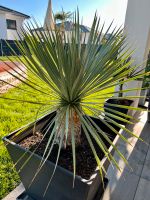 Yucca Rostrada Stamm 27cm hoch 43cm Umfang Bayern - Monheim Vorschau