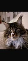 Maine Coon Bayern - Freising Vorschau