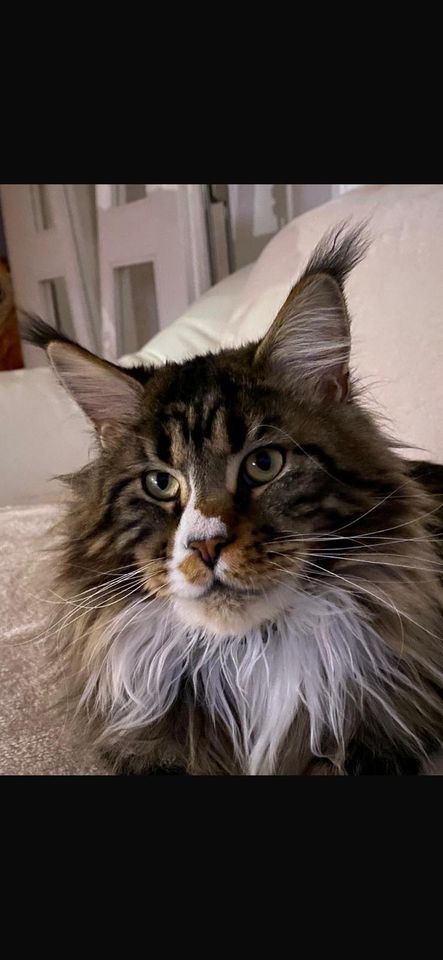 Maine Coon in Freising