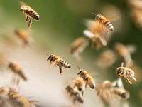 Bienenvölker zu verkaufen Hannover - Ahlem-Badenstedt-Davenstedt Vorschau