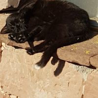 Liebe zierliche, erwachsene schwarze Katze abzugeben Baden-Württemberg - Walldürn Vorschau