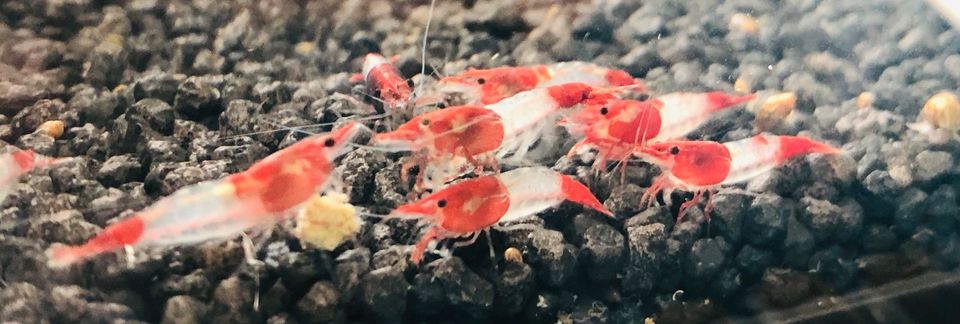 Red Rili Garnele - Neocaridina davidi in Langerringen