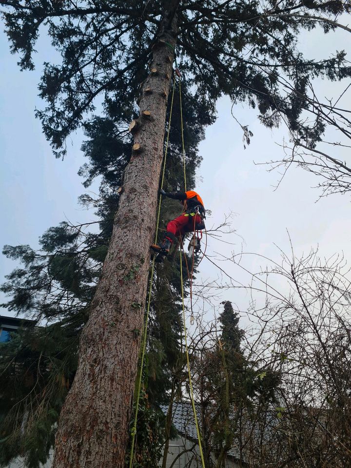 Baumfällung Baumpflege Winterdienst Schüttgut Transporte in Weilerswist