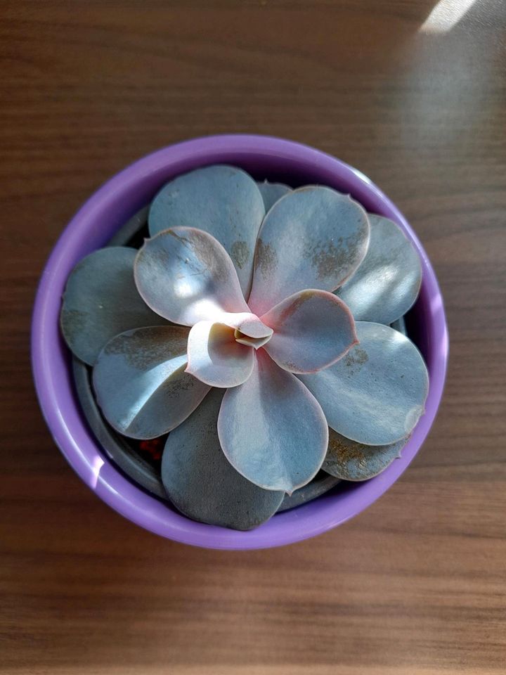 Echeveria lilacina in Steinheim