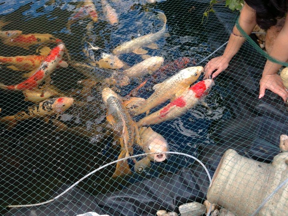 Koi Fische aus eigener Zucht in Duisburg