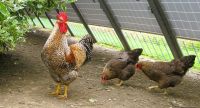 Zuchtgruppe : Bielefelder Kennhuhn kennfarbig groß reinrassig Baden-Württemberg - Bad Wurzach Vorschau