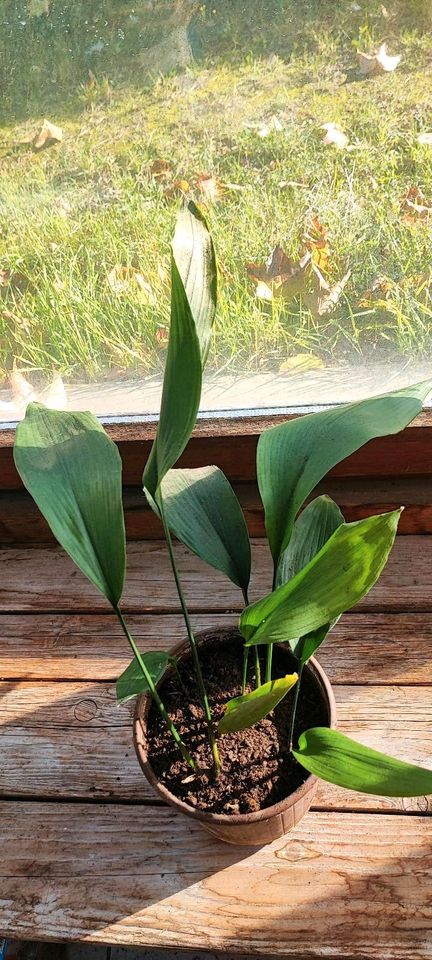 Aspidistra elatior (Schusterpalme) Zimmerpflanze versch. Größen in Karlsbad