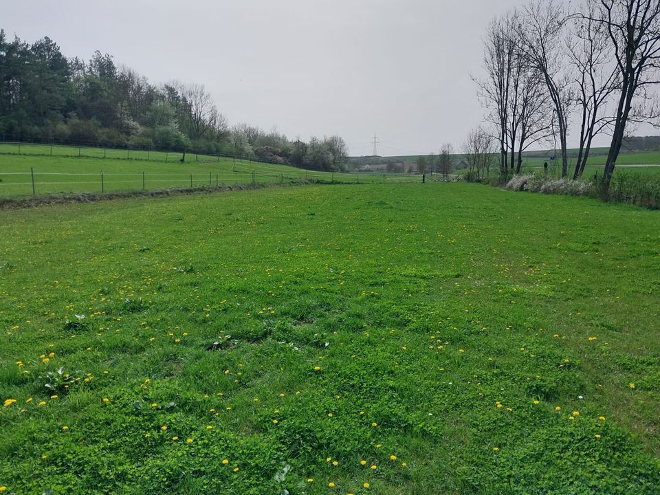 Stall für 3 Pferde in Gaubüttelbrunn in Würzburg