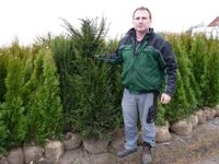 Große Einheimische Eiben (Taxus) bis 175 cm groß, Selbstabholung Kreis Pinneberg - Ellerhoop Vorschau