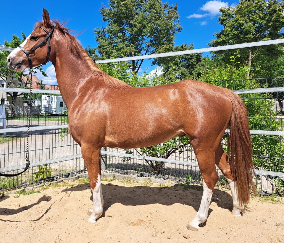 Welsh B Reitpony Sportpony in Nördlingen